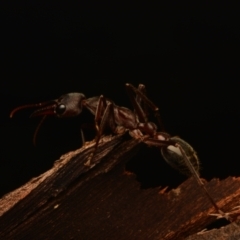 Myrmecia pyriformis (A Bull ant) at Yarralumla, ACT - 17 May 2024 by NateKingsford