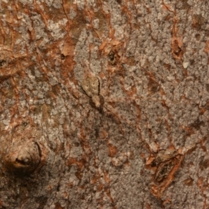 Tamopsis sp. (genus) at Aranda, ACT - 17 May 2024