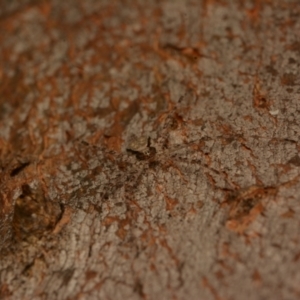 Tamopsis sp. (genus) at Aranda, ACT - 17 May 2024