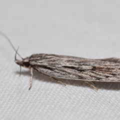 Leistarcha scitissimella (A Timber Moth) at Jerrabomberra, NSW - 6 Sep 2024 by DianneClarke