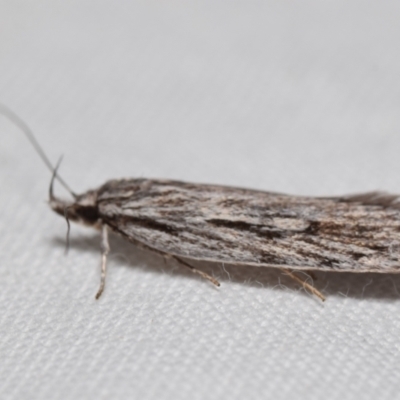 Leistarcha scitissimella (A Timber Moth) at Jerrabomberra, NSW - 6 Sep 2024 by DianneClarke