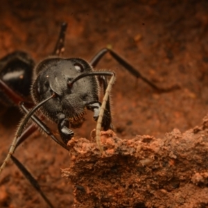 Camponotus intrepidus at Aranda, ACT - 27 Jun 2024