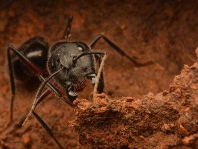 Camponotus intrepidus (Flumed Sugar Ant) at Aranda, ACT - 27 Jun 2024 by NateKingsford