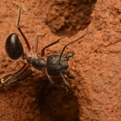 Camponotus intrepidus at Aranda, ACT - 27 Jun 2024