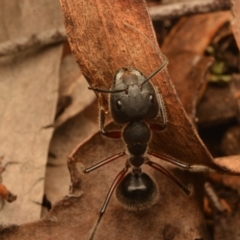 Camponotus intrepidus at Aranda, ACT - 27 Jun 2024