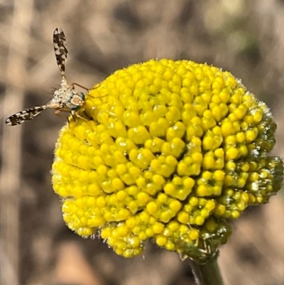 Austrotephritis fuscata (A fruit fly) at Higgins, ACT - 7 Sep 2024 by Jennybach