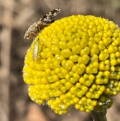 Austrotephritis fuscata at Higgins, ACT - 8 Sep 2024