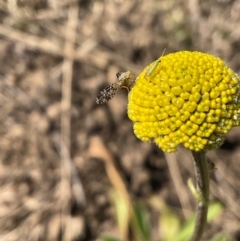 Austrotephritis fuscata at Higgins, ACT - 8 Sep 2024