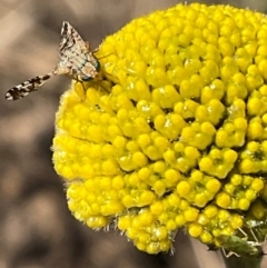 Austrotephritis fuscata at Higgins, ACT - 8 Sep 2024