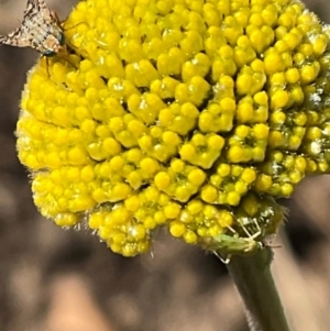 Austrotephritis fuscata at Higgins, ACT - 8 Sep 2024