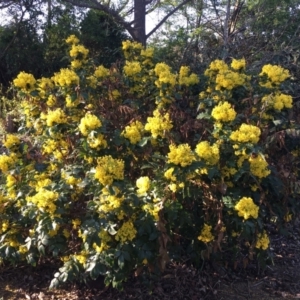 Berberis aquifolium at Parkes, ACT - 7 Sep 2024