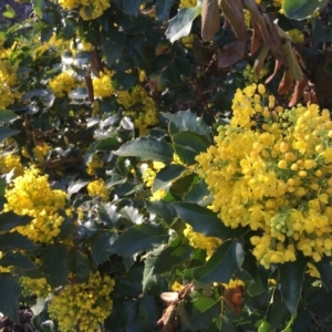 Berberis aquifolium at Parkes, ACT - 7 Sep 2024