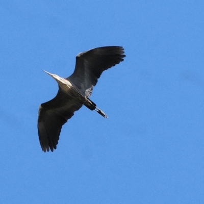 Ardea pacifica (White-necked Heron) at West Wodonga, VIC - 8 Sep 2024 by KylieWaldon