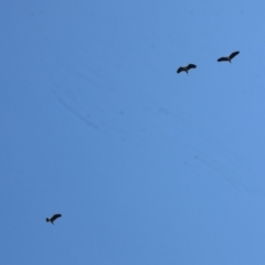 Ardea pacifica at West Wodonga, VIC - 8 Sep 2024