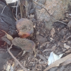 Unverified Other fungi on wood at Chisholm, ACT - 8 Sep 2024 by PatMASH