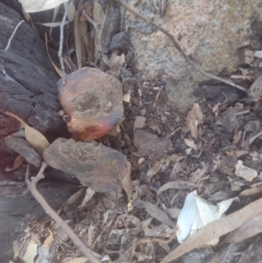 Unidentified Other fungi on wood at Chisholm, ACT - 8 Sep 2024 by PatMASH