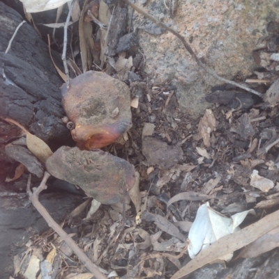 Unverified Other fungi on wood at Chisholm, ACT - 8 Sep 2024 by PatMASH
