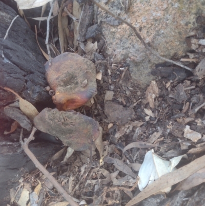 Unidentified Other fungi on wood at Chisholm, ACT - 8 Sep 2024 by PatMASH