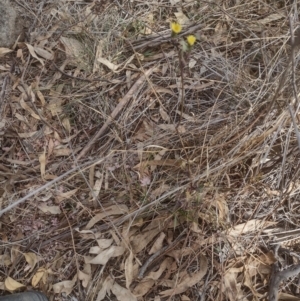 Sonchus sp. at Chisholm, ACT - 8 Sep 2024 10:45 AM