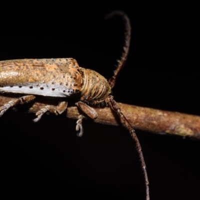 Unverified Longhorn beetle (Cerambycidae) by PJH123