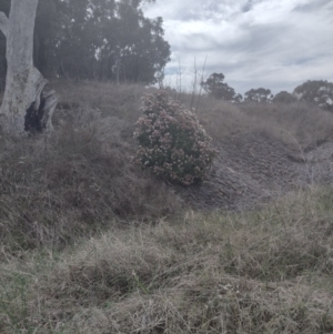 Viburnum tinus at Chisholm, ACT - 8 Sep 2024