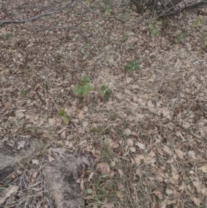 Quercus robur at Chisholm, ACT - 8 Sep 2024