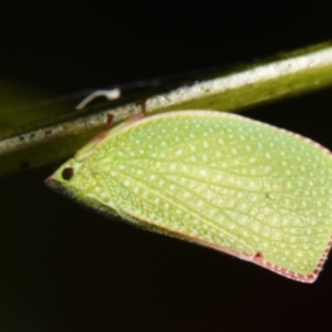 Siphanta acuta at Sheldon, QLD - suppressed