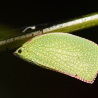 Siphanta acuta (Green planthopper, Torpedo bug) at Sheldon, QLD - 7 Sep 2024 by PJH123