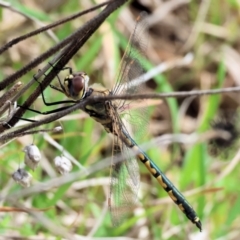 Hemicordulia tau (Tau Emerald) at West Wodonga, VIC - 31 Aug 2024 by KylieWaldon