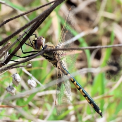 Hemicordulia tau (Tau Emerald) at West Wodonga, VIC - 31 Aug 2024 by KylieWaldon