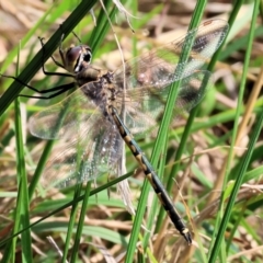 Hemicordulia tau at West Wodonga, VIC - 31 Aug 2024 10:12 AM