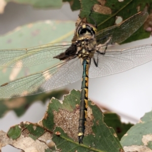 Hemicordulia tau at West Wodonga, VIC - 31 Aug 2024 10:12 AM