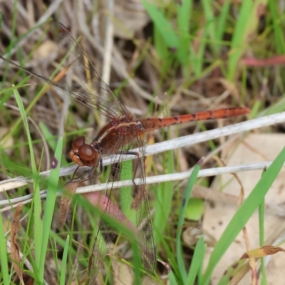 Diplacodes bipunctata (Wandering Percher) at West Wodonga, VIC - 31 Aug 2024 by KylieWaldon