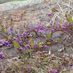 Hardenbergia violacea at West Wodonga, VIC - 31 Aug 2024