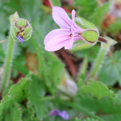 Erodium botrys (Long Storksbill) at West Wodonga, VIC - 31 Aug 2024 by KylieWaldon