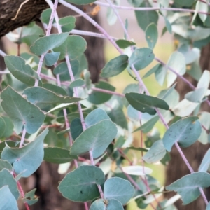 Eucalyptus bridgesiana at West Wodonga, VIC - 31 Aug 2024 10:23 AM