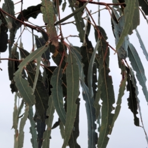 Eucalyptus bridgesiana at West Wodonga, VIC - 31 Aug 2024 10:23 AM