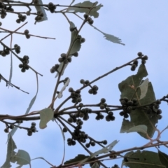 Eucalyptus bridgesiana at West Wodonga, VIC - 31 Aug 2024