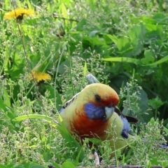 Platycercus elegans flaveolus (Yellow Rosella) at Wodonga, VIC - 31 Aug 2024 by KylieWaldon