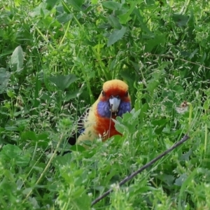 Platycercus elegans flaveolus at Wodonga, VIC - 31 Aug 2024