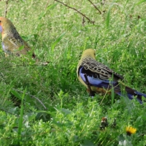 Platycercus elegans flaveolus at Wodonga, VIC - 31 Aug 2024