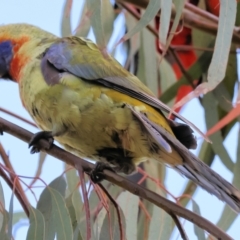 Platycercus elegans flaveolus at Wodonga, VIC - 31 Aug 2024