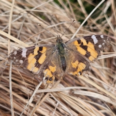 Vanessa kershawi (Australian Painted Lady) at Braidwood, NSW - 8 Sep 2024 by MatthewFrawley