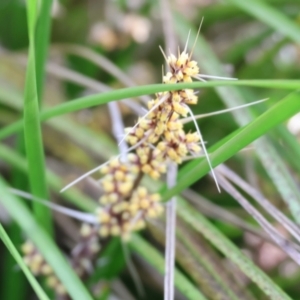 Lomandra longifolia at Wodonga, VIC - 31 Aug 2024