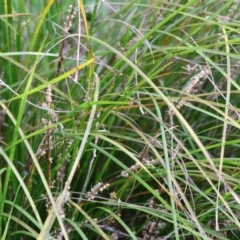 Lomandra longifolia at Wodonga, VIC - 31 Aug 2024