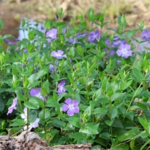 Vinca major at Wodonga, VIC - 31 Aug 2024