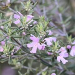 Westringia eremicola at Wodonga, VIC - 31 Aug 2024 by KylieWaldon