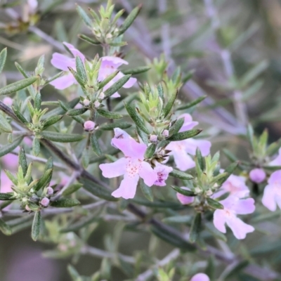 Westringia eremicola at Wodonga, VIC - 31 Aug 2024 by KylieWaldon