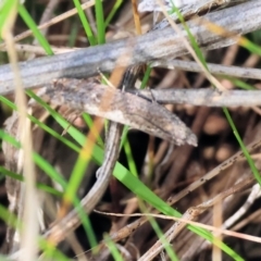 Unidentified Moth (Lepidoptera) at West Wodonga, VIC - 31 Aug 2024 by KylieWaldon