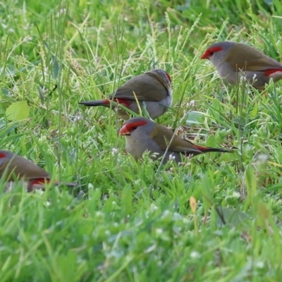 Neochmia temporalis (Red-browed Finch) at Wodonga, VIC - 31 Aug 2024 by KylieWaldon